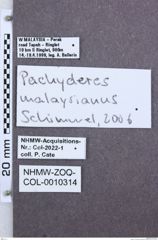 Etikette zu Pachyderes malaysianus (NHMW-ZOO-COL-0010314)